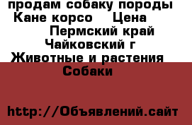продам собаку породы “ Кане корсо“ › Цена ­ 30 000 - Пермский край, Чайковский г. Животные и растения » Собаки   
